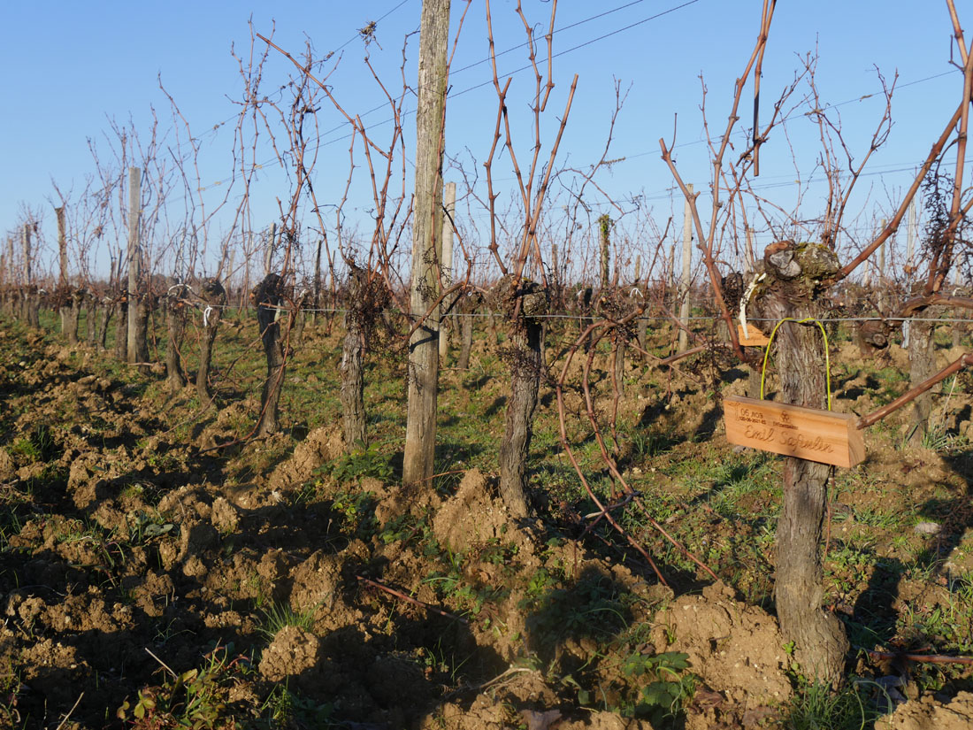 Виноградник на урожай